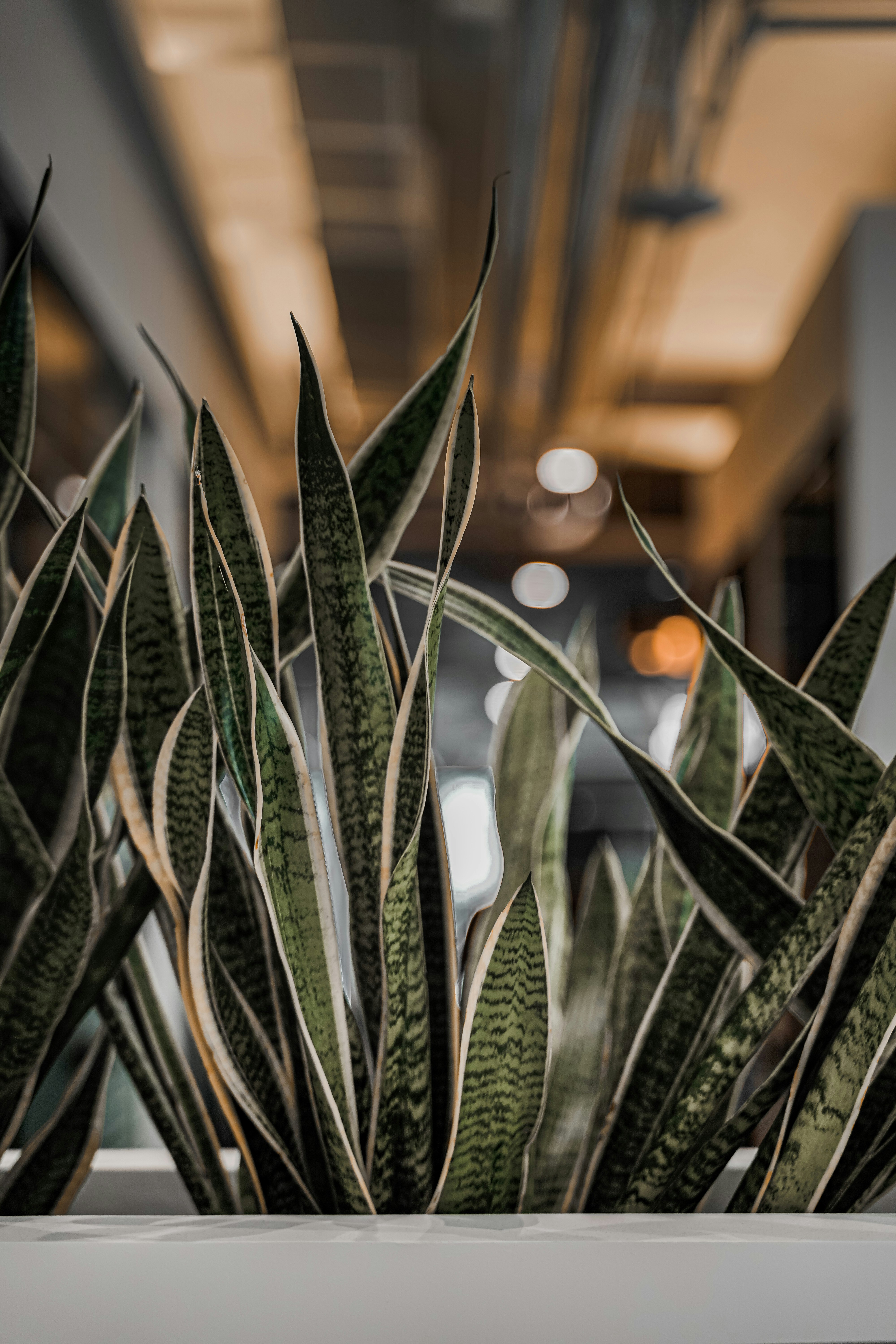Office plants